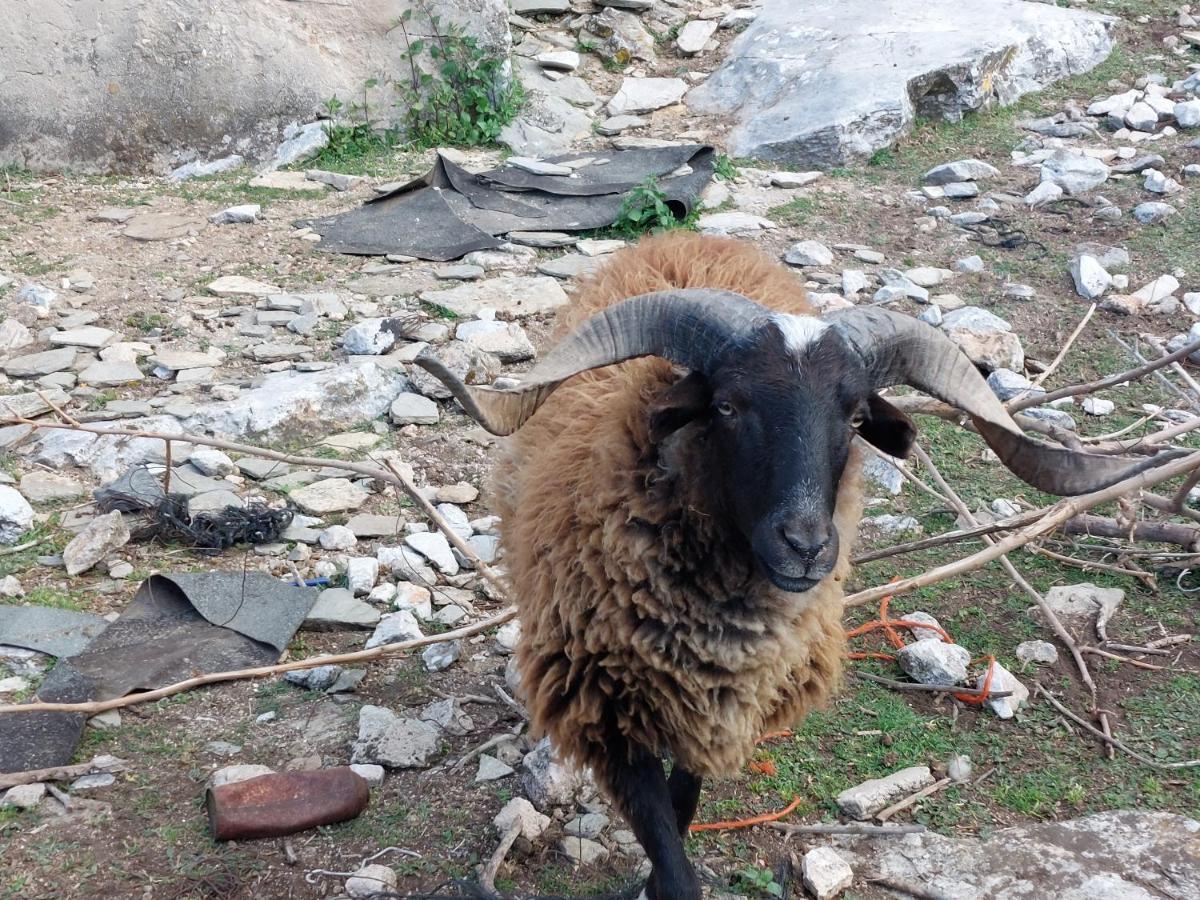 فيلا Maria Tsomou Theologos  المظهر الخارجي الصورة